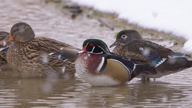 Wood ducks on pond as they swim from shoreline in the snow as it falls during winter.