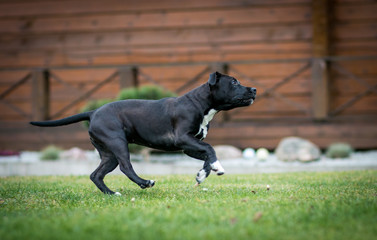 American staffordshire terrier puppy posing outside.