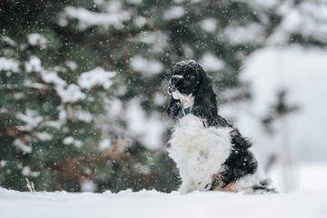 American cocker spaniel posing outside at winter.	