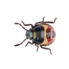 Rhacognathus punctatus, the Heather Bug, is a species of stink bugs (family Pentatomidae). Dorsal...