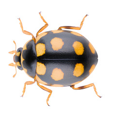 Ladybird Coccinula quatuordecimpustulata beetyle isolated on white background. Dorsal view of close...
