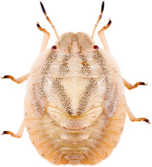 Sciocoris is a genus of shield bugs belonging to the family Pentatomidae, subfamily Pentatominae....