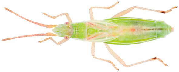 Myrmus miriformis is a genus of scentless plant bugs in the family Rhopalidae. Dorsal view of Myrmus miriformis isolated on white background.