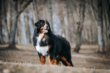 Bernese mountain dog standing in the colorful autumn park.