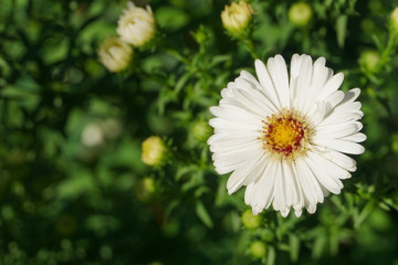 Obraz premium A white flower of the daisy family