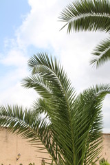 Marokko Palmen Himmel