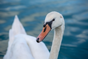 white swan portrait in the high seas