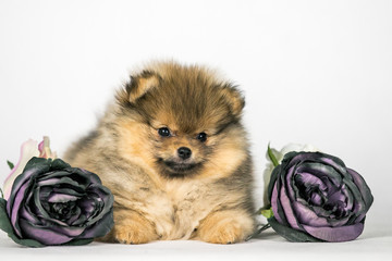 Pomeranian baby posing in white studio background.