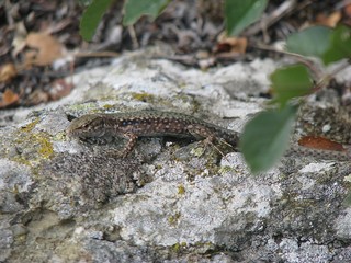 rock lizard disguised on stones - Powered by Adobe