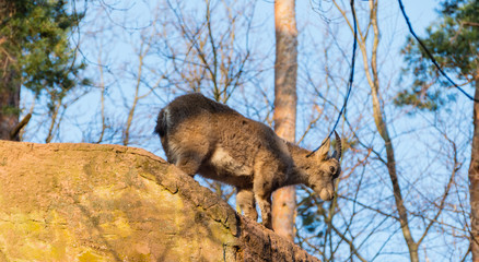 Alpensteinbock vor dem Sprung