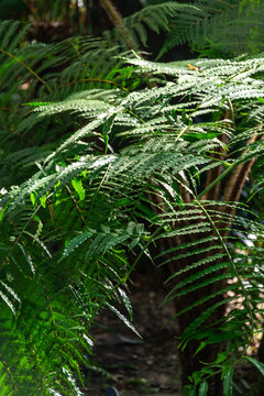 Green fern leaves, illuminated by sunlight, inside a greenhouse in the Royal Botanic Garden of Madrid, Spain, Europe. In vertical