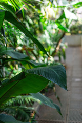 Detail of tropical leaves, with unfocused background, inside a greenhouse in the Royal Botanic Garden of Madrid, Spain, Europe. In vertical