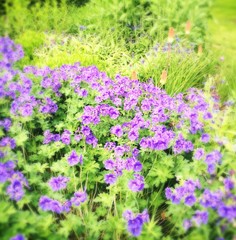 Obraz premium purple flowers in the garden