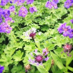 flowers in the garden