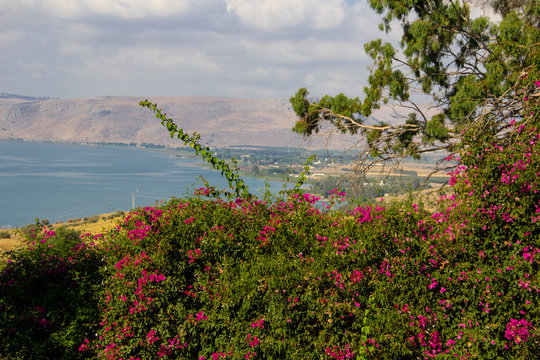 Galilee And Flowery Bush