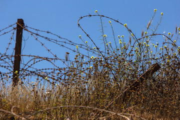 barbed wire and dried grass