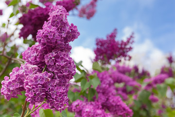 Spring bright horizontal background with blooming purple lilac flowers and fresh green leaves and branches with cloudy blue sky and empty place for text