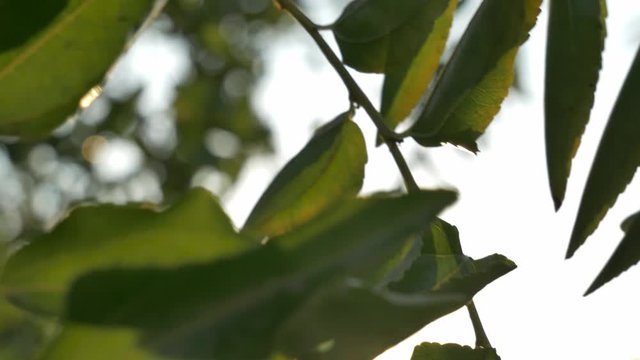 Oliven Closeup, Goldenhour , Mallorca