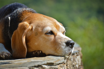 Portrait of an old beagle (dog), relaxing in the sun
