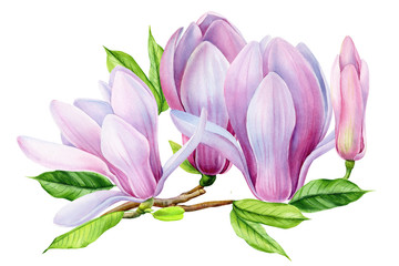 magnolia flower branch on isolated white background, watercolor illustration, hand drawing, botanical painting, spring flora