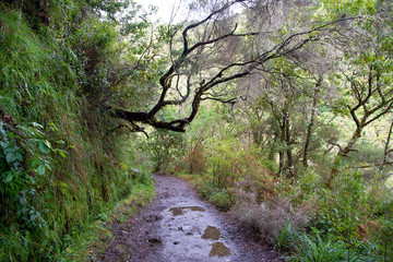 Fototapeta na wymiar Hiking path on the Levada do Caldeirao Verde near Santana on the island of Madeira in Portugal.