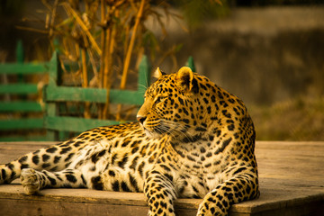 Leopard sitting on a wooden platform