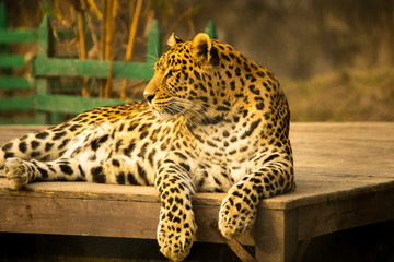 Female leopard sitting on a wooden platform
