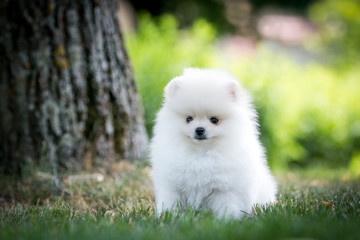 White pomeranian baby posing outside in beautiful green background.	