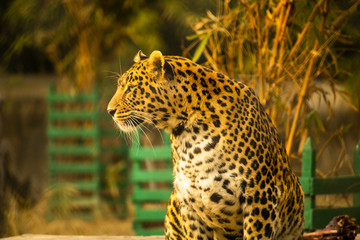 Beautiful Leopard with blurred background