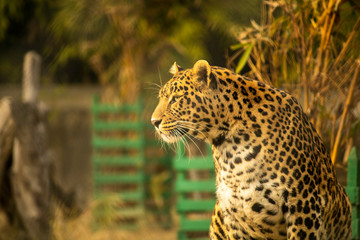 Leopard with blurred background wallpaper