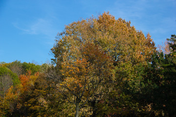 Naklejka premium autumn leaves