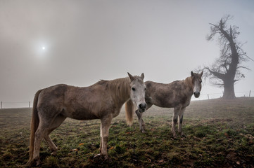 Deux chevaux immobiles dans la brume