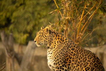 Fototapeta na wymiar Beautiful Leopard with blurred background wallpaper