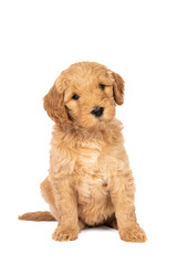 Cute labradoodle puppy sitting looking at the camera isolated on a white background with space for text