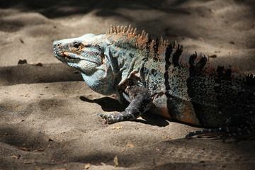 iguana on rock