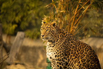 Leopard with blurred background from front
