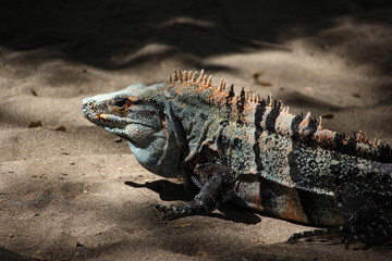 iguana on the beach