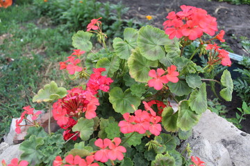 Geranium