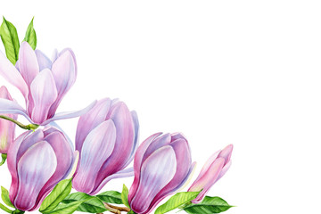 Fototapeta premium magnolia flower branch on isolated white background, watercolor illustration, hand drawing, botanical painting, spring flora