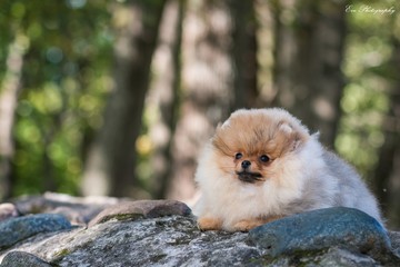 pomeranian young puppy posing 	