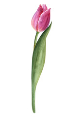 Handpainted watercolor flowers  tulips in vintage style. It's perfect for greeting cards, wedding invitation, birthday and mothers day cards. Watercolor botanical illustration isolated. 