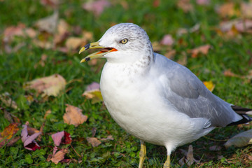 Seagull amid autumn leaves