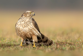 Northern goshwak (Accipiter gentilis) close up