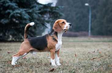 Beagle dog posing outside in beautiful autumn mist.