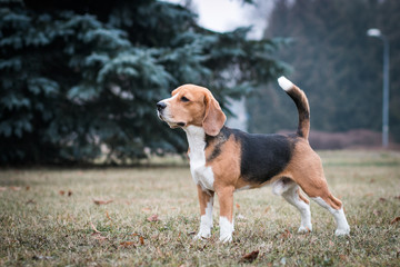 Beagle dog posing outside in beautiful autumn mist.