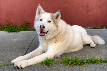 Adorable cute white husky dog