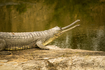 Indian gharial Gavialis gangeticus near water with open mouth