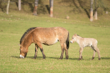 Naklejka na ściany i meble Przewalski horse mare and her foal in a wildlife park