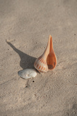 Sea Shells on sand