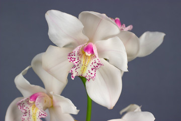 Fototapeta na wymiar white cymbidium dark background tropical flower orchid